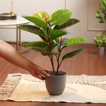 The Florida | Artificial Rubber Plant with Pot