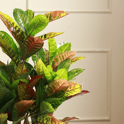 The Kusai | Croton Artificial Plant | 4ft