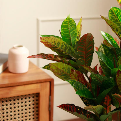 The Kusai | Croton Artificial Plant | 4ft