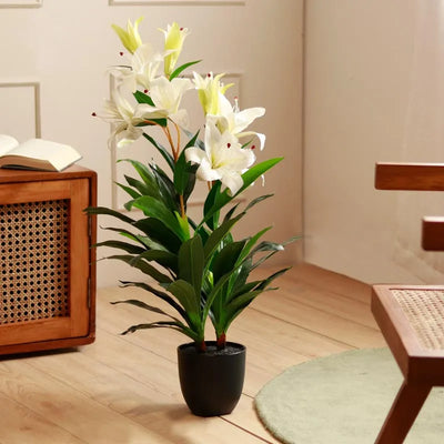White Oriental Lily Plant with Black Pot | 3 ft