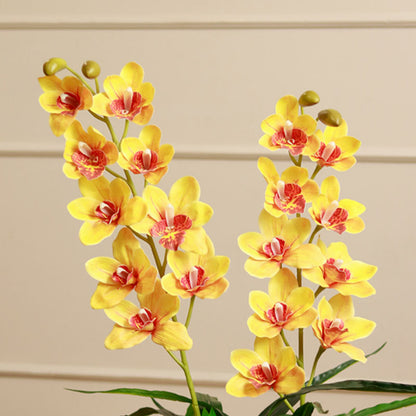 Butterfly Orchid Plant with Pot | 3 ft Default Title