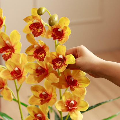 Butterfly Orchid Plant with Pot | 3 ft Default Title