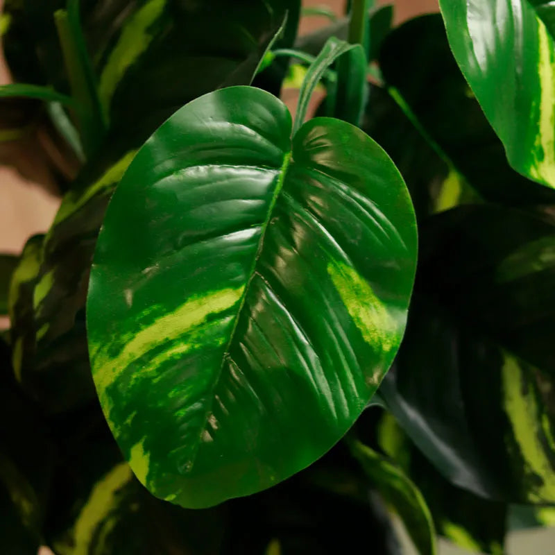 Money plant with Pot 3 ft Default Title