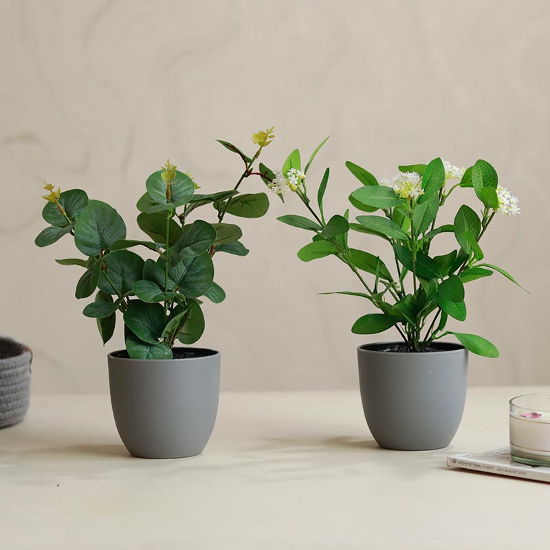 Eucalyptus Plants in Pot | Set of 2 | Multiple Colors Grey