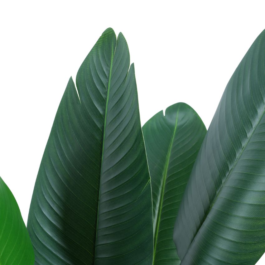 Lush Green Artificial Banana Plant With Pot | 4 Feet