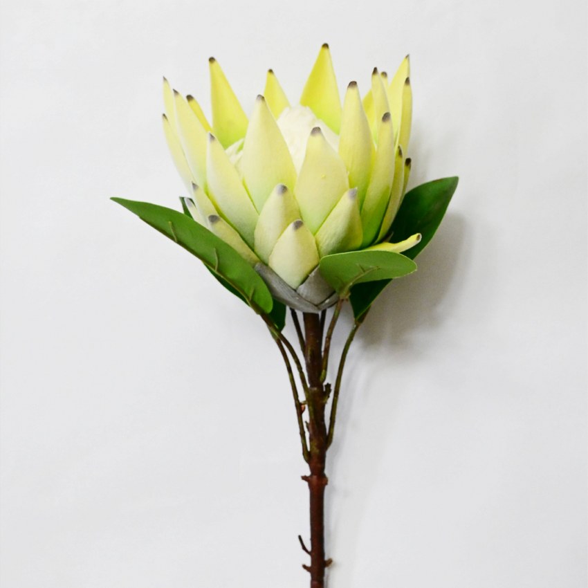 Natural Artificial Queen Protea Flower Stick Stems Without Vase | 2.4 Feet