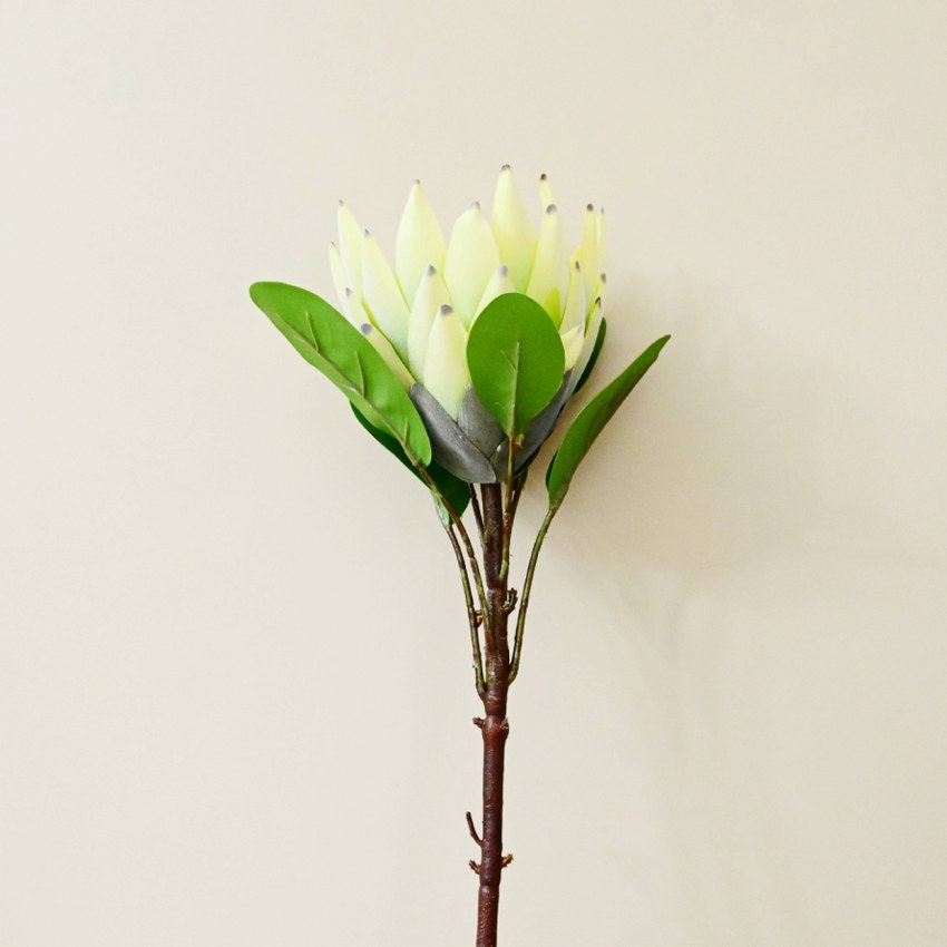 Natural Artificial Queen Protea Flower Stick Stems Without Vase | 2.4 feet