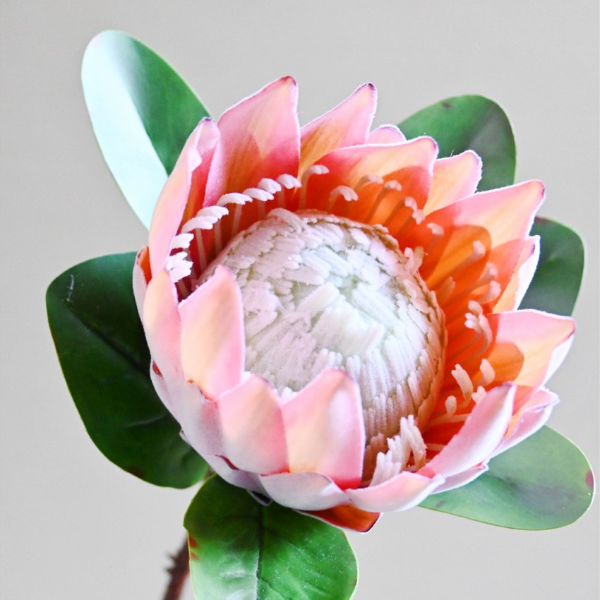 Natural Artificial Queen Protea Flower Stick Stems Without Vase | 2.4 feet