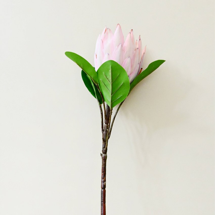 Natural Artificial Queen Protea Flower Stick Stems Without Vase | 2.4 feet