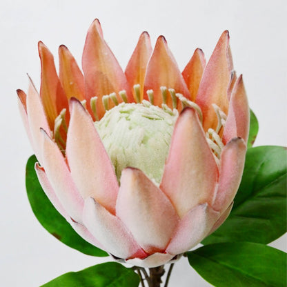 Natural Artificial Queen Protea Flower Stick Stems Without Vase | 2.4 Feet