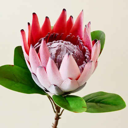 Natural Artificial Queen Protea Flower Stick Stems Without Vase | 2.4 feet