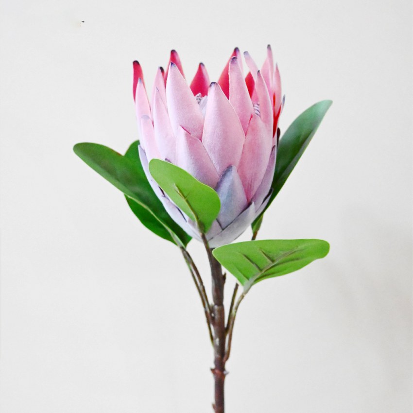 Natural Artificial Queen Protea Flower Stick Stems Without Vase | 2.4 Feet