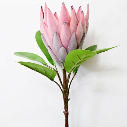 Natural Artificial Queen Protea Flower Stick Stems Without Vase | 2.4 Feet