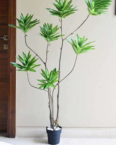 Tall Artificial Dracaena Reflexa Plant with Basic Pot | 5 Feet