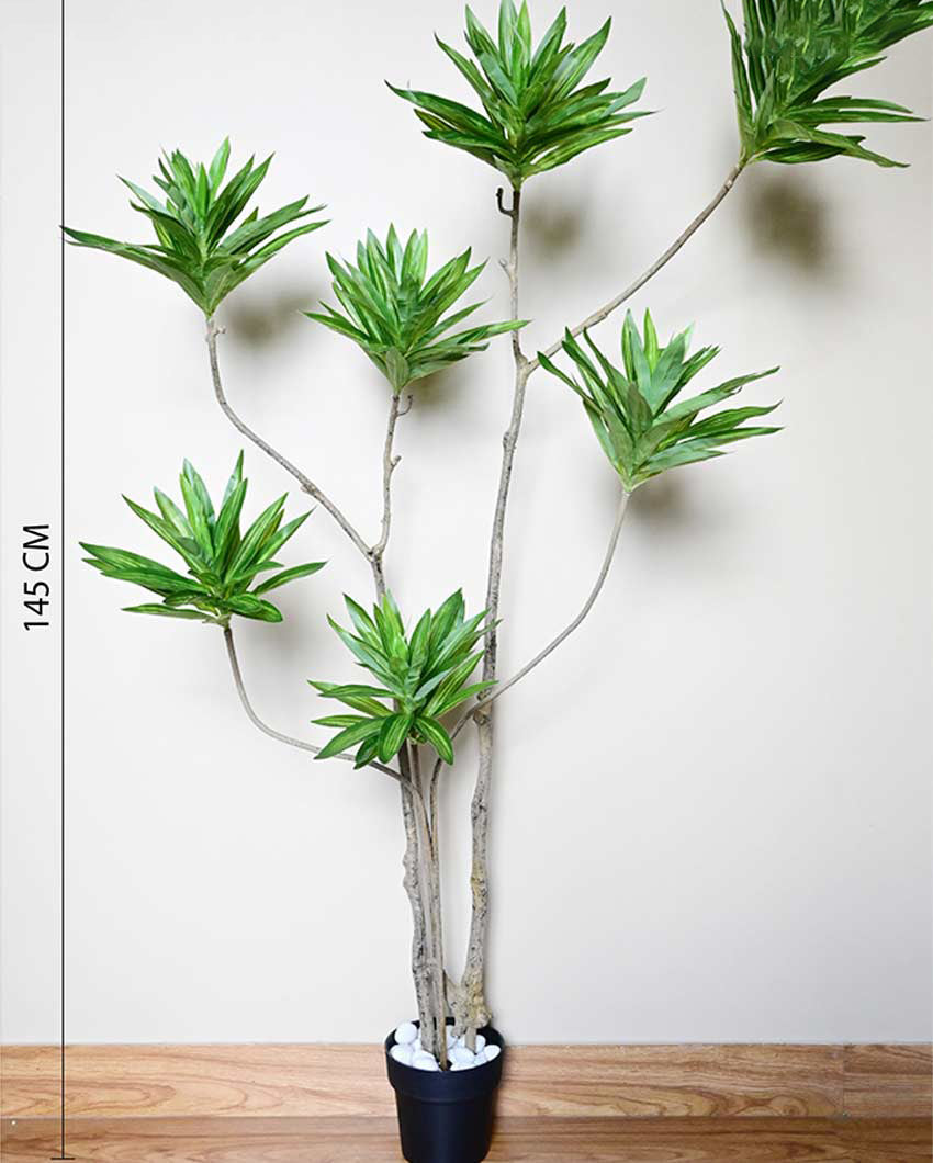 Tall Artificial Dracaena Reflexa Plant with Basic Pot | 5 Feet