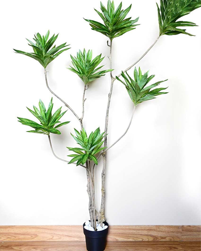 Tall Artificial Dracaena Reflexa Plant with Basic Pot | 5 Feet