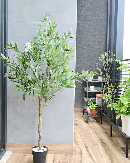 Mediterranean Artificial Olive Plant with Basic Pot | 5 Feet