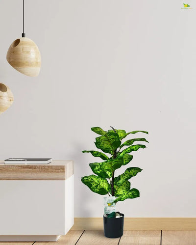 Seguine Dieffenbachia Polyester Artificial Plant with Pot | 15 Leaves | 2 Feet