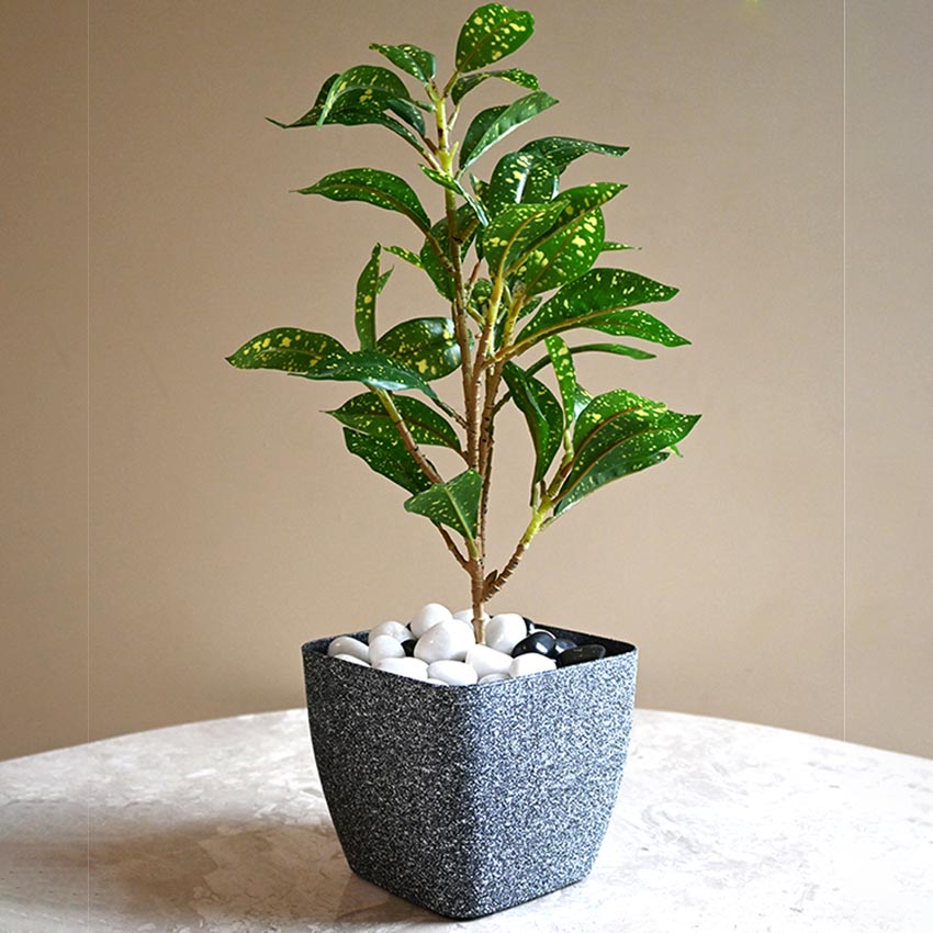 Majestic Dark Grey Textured Planter Square Small Pot | 5 x 4 inches