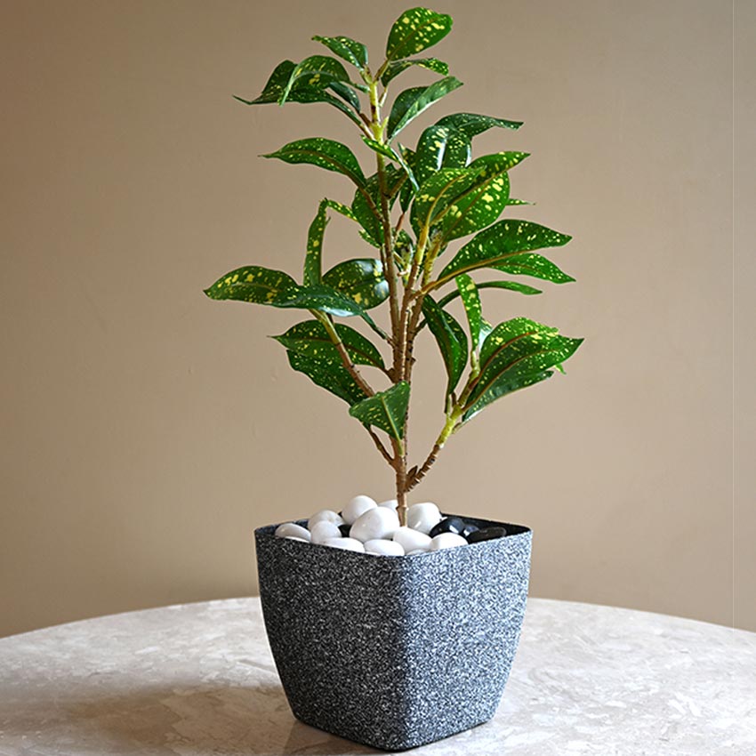 Majestic Dark Grey Textured Planter Square Small Pot | 5 x 4 inches