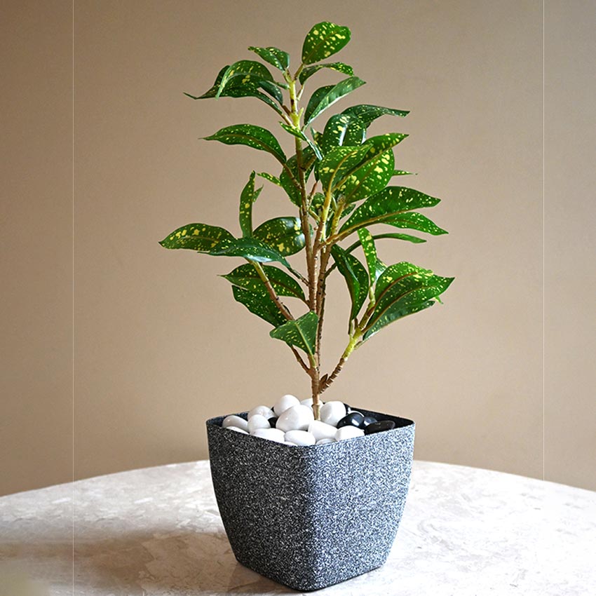 Majestic Dark Grey Textured Planter Square Small Pot | 5 x 4 inches