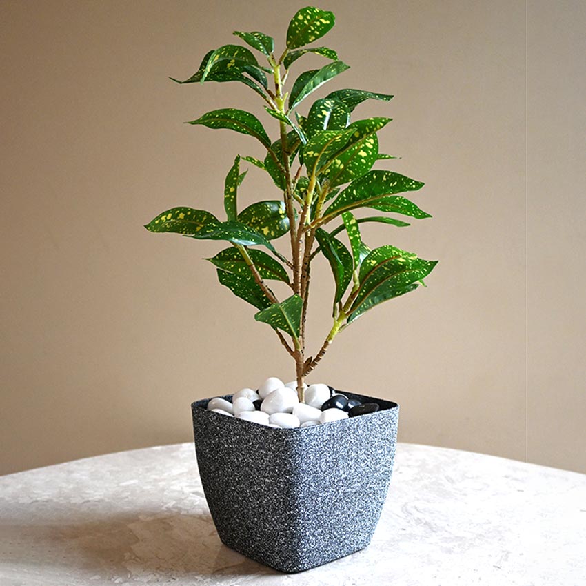 Majestic Dark Grey Textured Planter Square Medium Pot | 6 x 5 inches