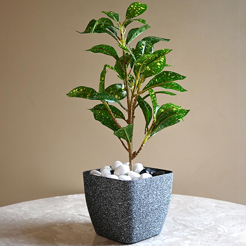 Majestic Dark Grey Textured Planter Square Medium Pot | 6 x 5 inches