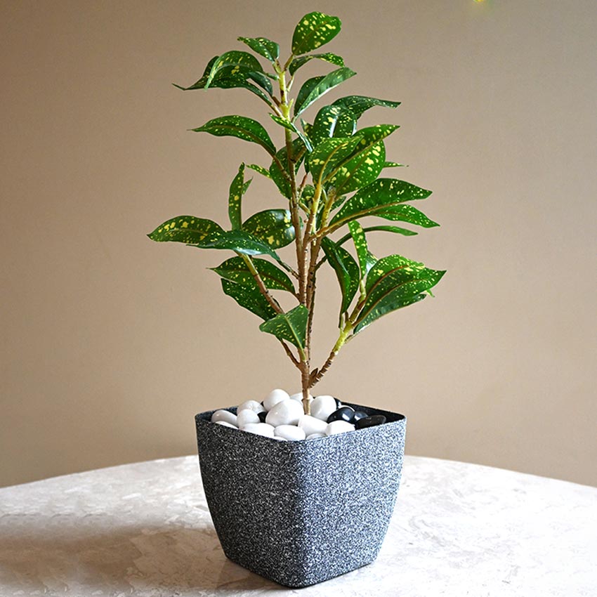 Majestic Dark Grey Textured Planter Square Medium Pot | 6 x 5 inches