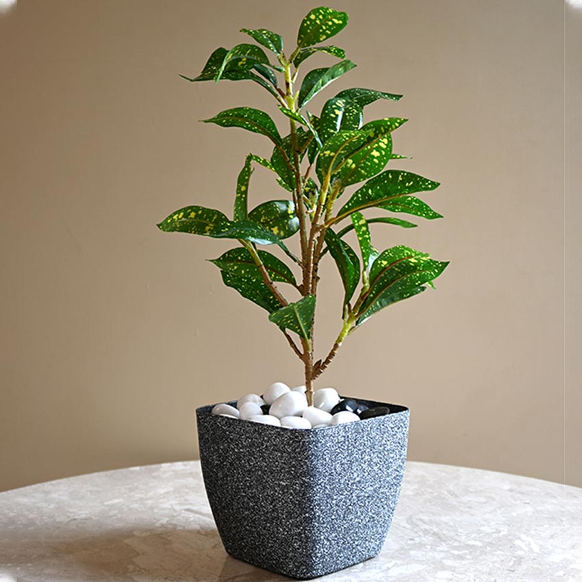 Majestic Dark Grey Textured Planter Square Medium Pot | 6 x 5 inches