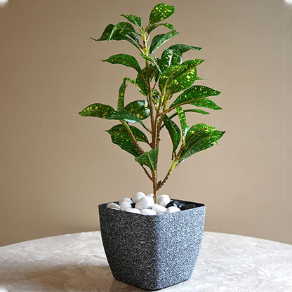 Majestic Dark Grey Textured Planter Square Medium Pot | 6 x 5 inches