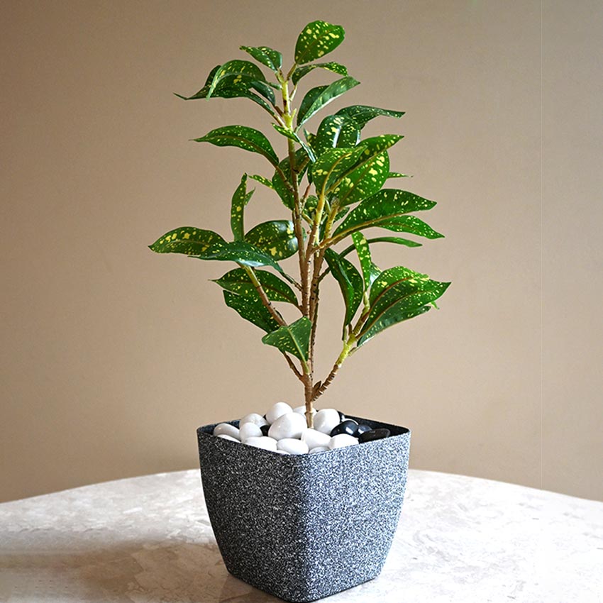 Majestic Dark Grey Textured Planter Square Large Pot Without Plant | 7 x 6 inches