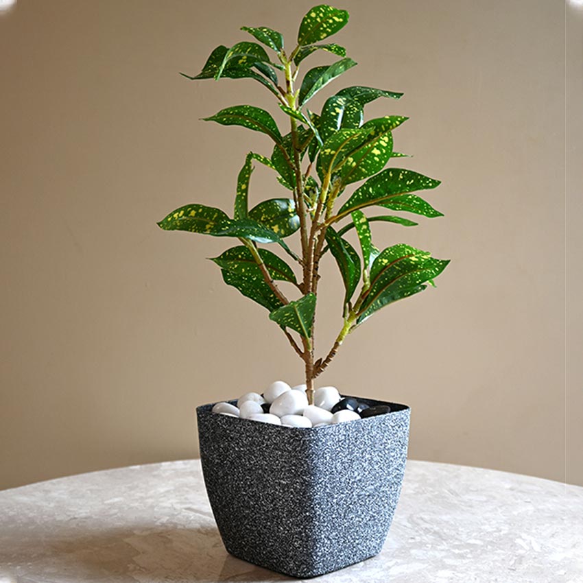Majestic Dark Grey Textured Planter Square Large Pot Without Plant | 7 x 6 inches