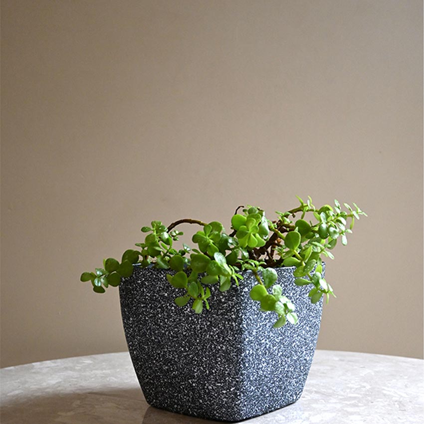 Majestic Dark Grey Textured Planter Square Large Pot Without Plant | 7 x 6 inches
