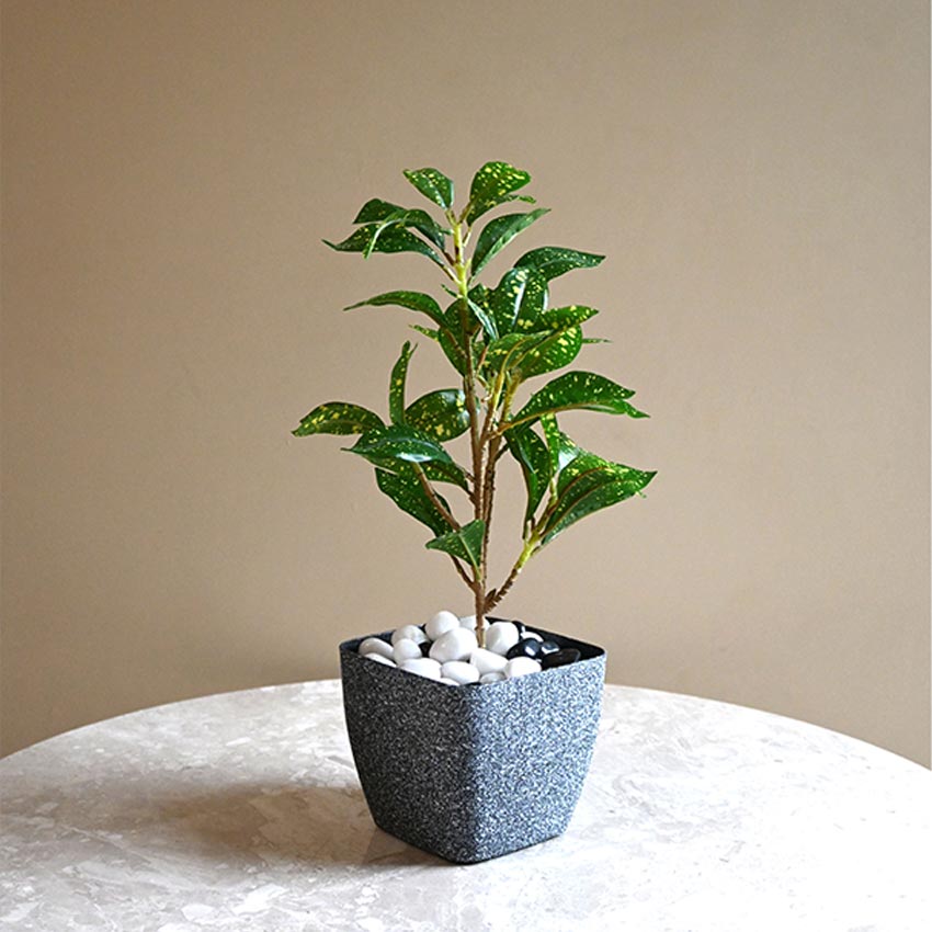 Majestic Dark Grey Textured Planter Square Large Pot Without Plant | 7 x 6 inches