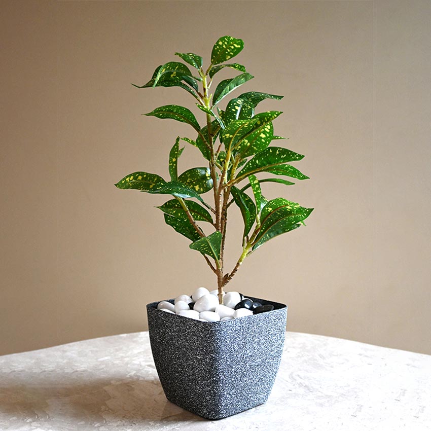 Majestic Dark Grey Textured Planter Square Large Pot Without Plant | 7 x 6 inches