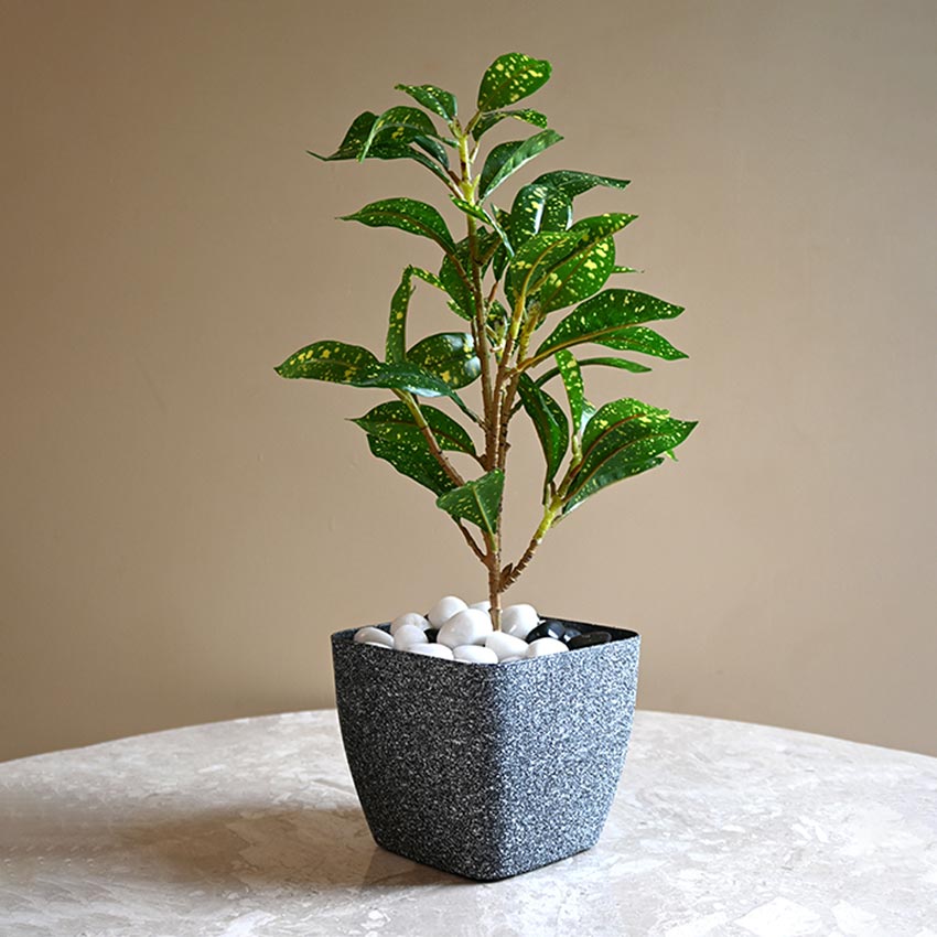 Majestic Dark Grey Textured Planter Square Large Pot Without Plant | 7 x 6 inches