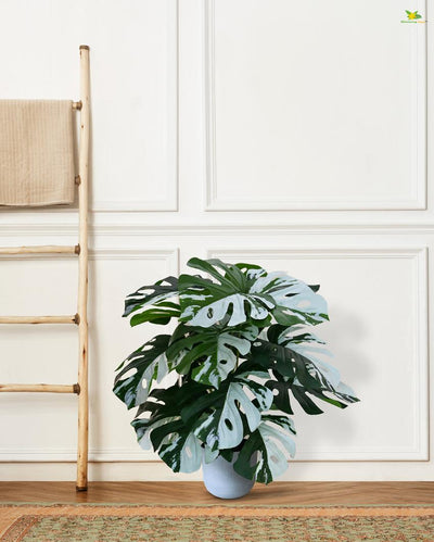 Artificial Monstera Plant with Pot | 18 Leaves | 2 feet