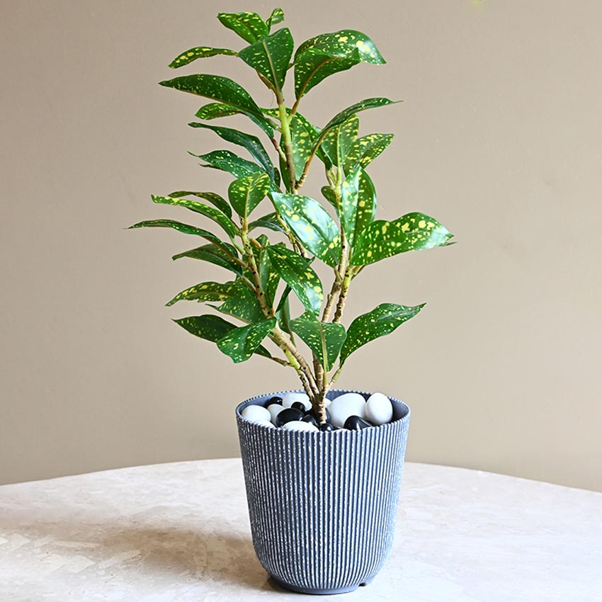 Ribbed Charcoal Black Planter Small Pot Set for Indoor Decor | 4 x 5 inches
