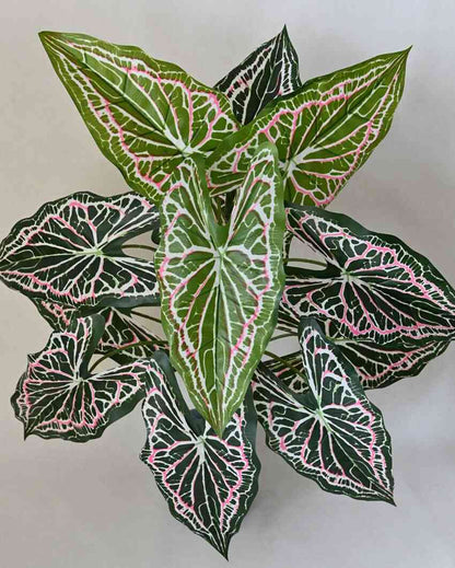 Dazzling Artificial Polyester Caladium Plant With Basic Black Pot | 12 Leaves With Web Pattern | 3 Ft