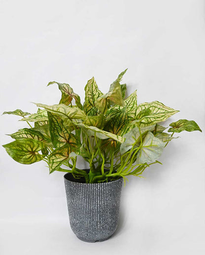 Decorative Artificial Caladium Plant with Basic Pot | 16 inches