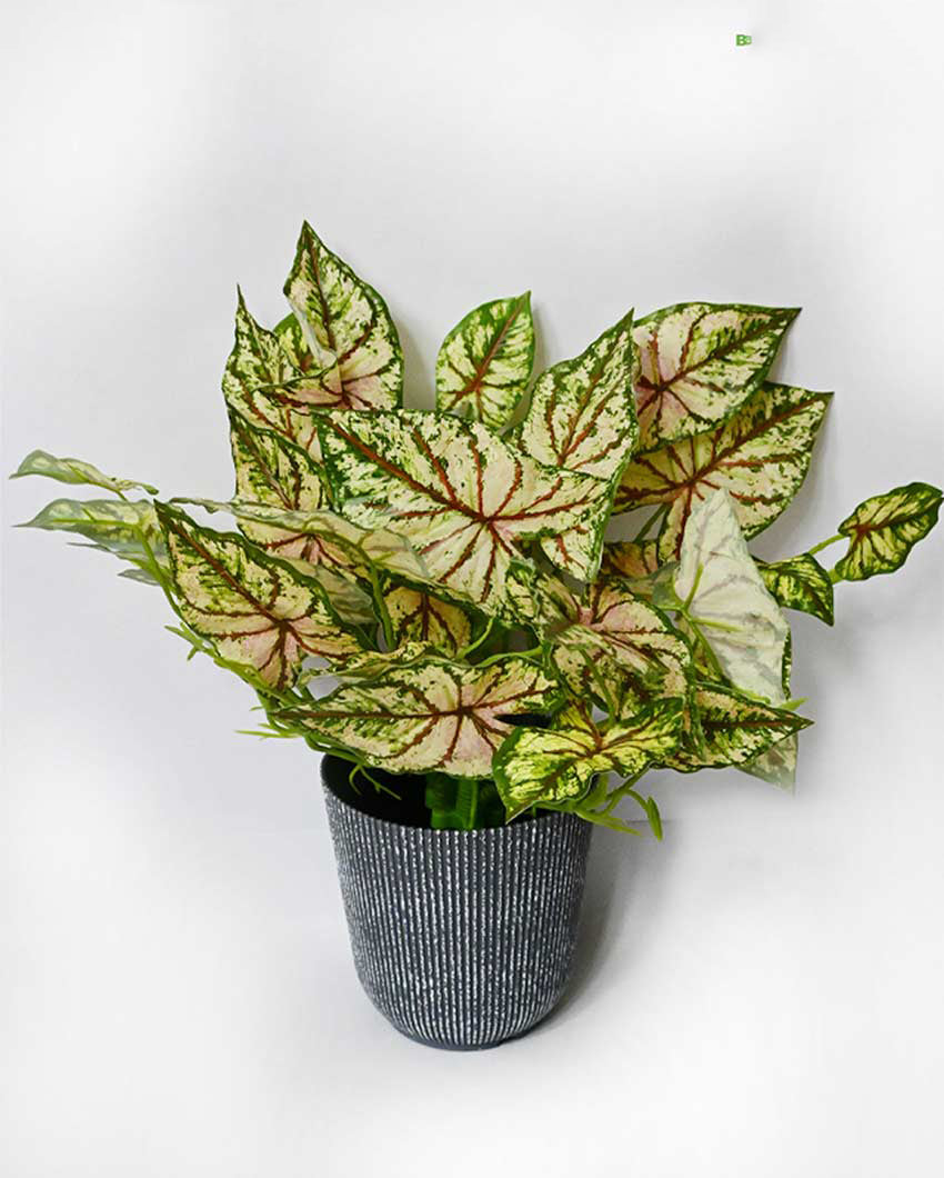 Decorative Artificial Caladium Plant with Basic Pot | 16 inches