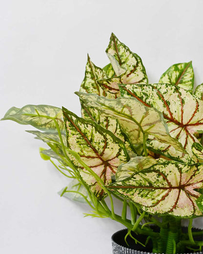 Decorative Artificial Caladium Plant with Basic Pot | 16 inches