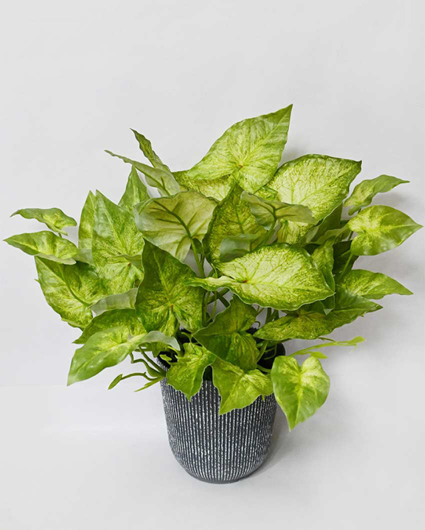 Decorative Artificial Caladium Plant with Basic Pot | 16 inches