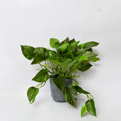 Boho Bliss Large Faux Lush Leaves Pothos Plant Without Pot | 1.25 Feet