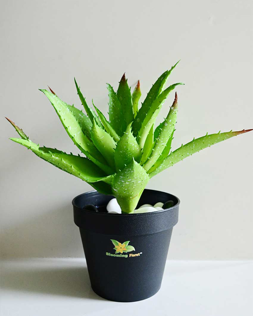 Vibrant Artificial Aloe Vera Plant with Basic Pot | 10 inches