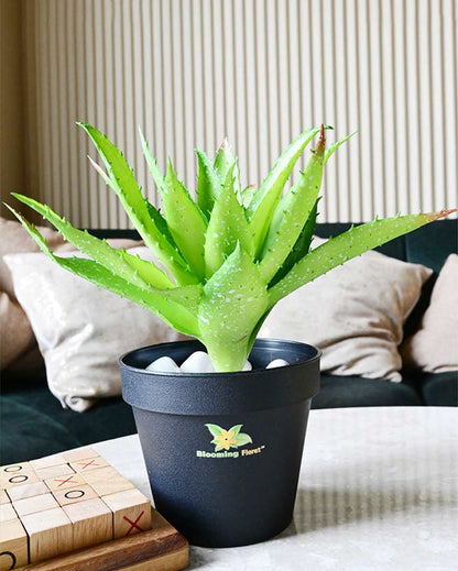 Vibrant Artificial Aloe Vera Plant with Basic Pot | 10 inches