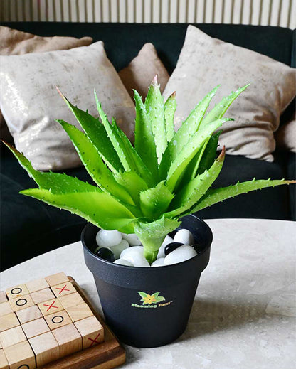 Vibrant Artificial Aloe Vera Plant with Basic Pot | 10 inches