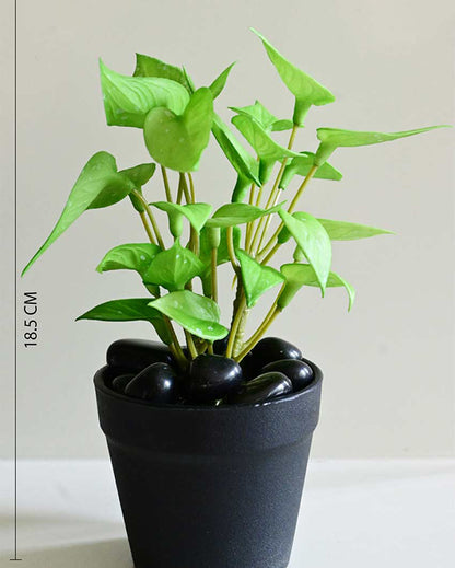 Fresh Artificial Pathos and Money Plant with Basic Pot | 7 inches