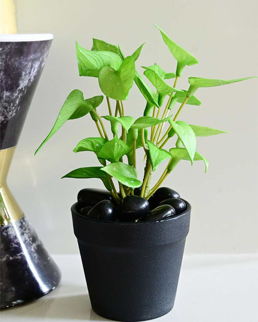 Fresh Artificial Pathos and Money Plant with Basic Pot | 7 inches