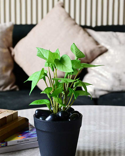 Fresh Artificial Pathos and Money Plant with Basic Pot | 7 inches